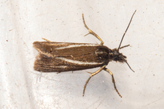 Orocrambus heliotes