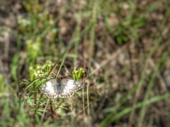 Heliopetes omrina