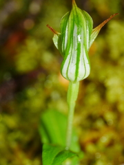 Pterostylis montana