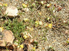 Anthyllis vulneraria alpestris