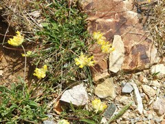 Anthyllis vulneraria alpestris