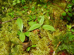 Pterostylis montana