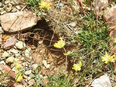 Anthyllis vulneraria alpestris