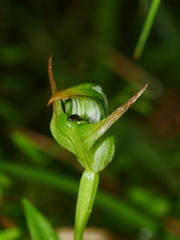 Pterostylis montana