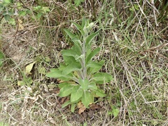 Digitalis