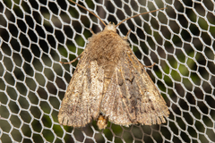 Proteuxoa tetronycha