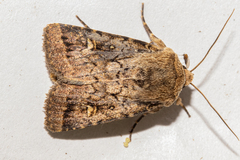 Proteuxoa tetronycha