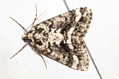 Pseudocoremia leucelaea