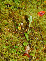 Pterostylis montana