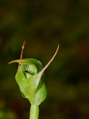 Pterostylis montana