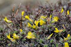 Caragana gerardiana