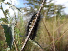Podalia nigricostata