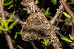 Pseudocoremia rudisata