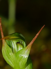 Pterostylis montana