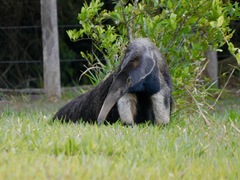 Myrmecophaga tridactyla
