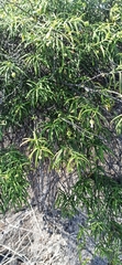 Varronia revoluta
