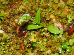 Pterostylis montana