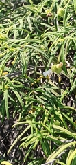 Varronia revoluta