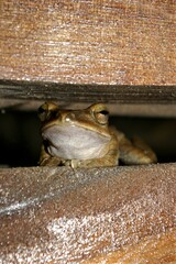 Polypedates megacephalus