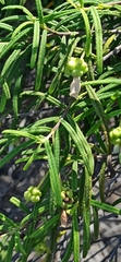 Varronia revoluta