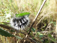 Podalia nigricostata