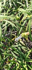 Varronia revoluta