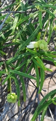 Varronia revoluta