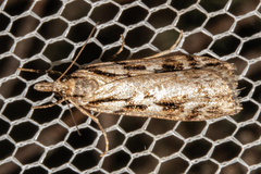 Scoparia astragalota