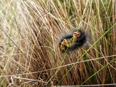 Podalia nigricostata
