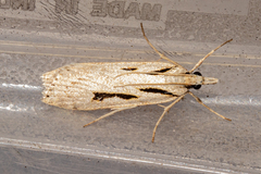 Scoparia rotuella