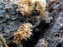 Polycephalomyces tomentosus