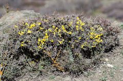Caragana gerardiana