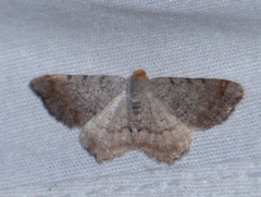 Macaria bicolorata