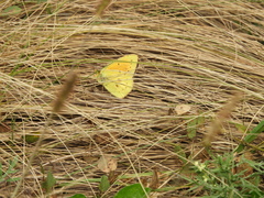Colias lesbia