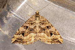 Xanthorhoe semifissata