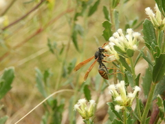Polistes billardieri
