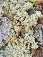 Rhizoplaca chrysoleuca