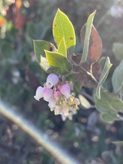 Arctostaphylos rudis