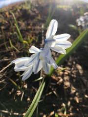 Puschkinia scilloides