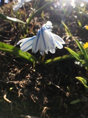 Puschkinia scilloides