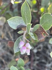 Arctostaphylos rudis