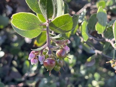 Arctostaphylos rudis