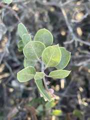 Arctostaphylos rudis