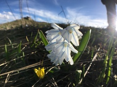 Puschkinia scilloides