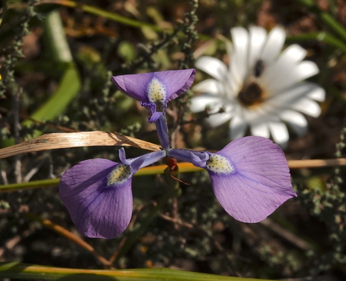 Image of Moraea grandis by (c) desertnaturalist, some rights reserved (CC BY)