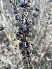 Dasistoma macrophylla