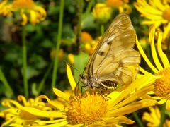 Parnassius mnemosyne