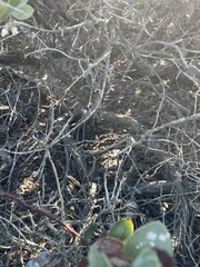 Arctostaphylos rudis