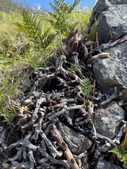 Davallia canariensis