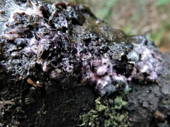 Punctularia atropurpurascens